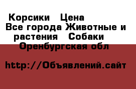 Корсики › Цена ­ 15 000 - Все города Животные и растения » Собаки   . Оренбургская обл.